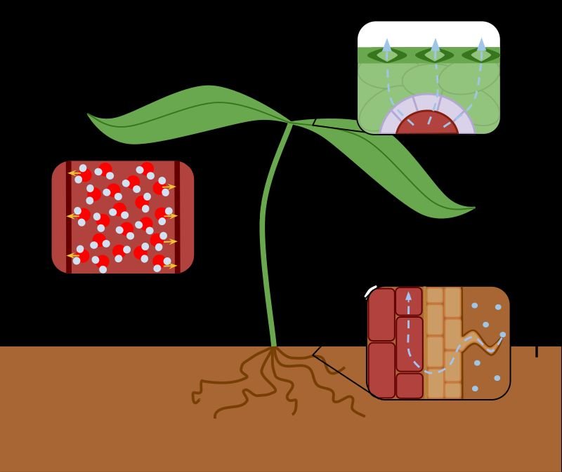 resources of Coco Peat Moss - Planting Soils exporters