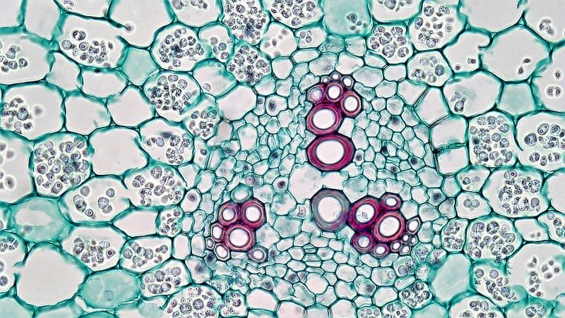 resources of Cellulase exporters