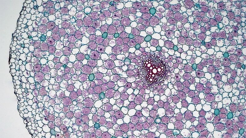 resources of Biofit Trichoderma Viridae exporters