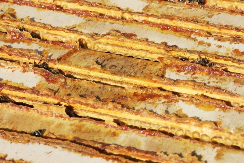 resources of Bully Sticks (Oven Baked) exporters