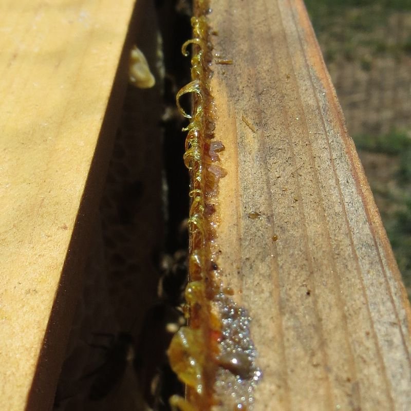 resources of Black / Brown Bee Propolis Extract Chunks exporters