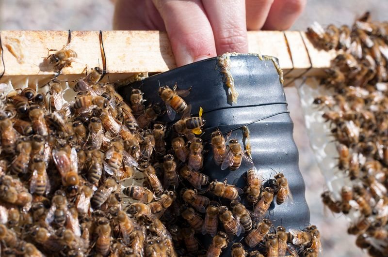 resources of Best Manufactory 10:1 Propolis Powder exporters