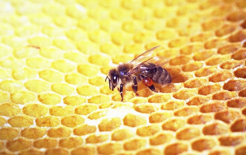 resources of Royal Jelly exporters