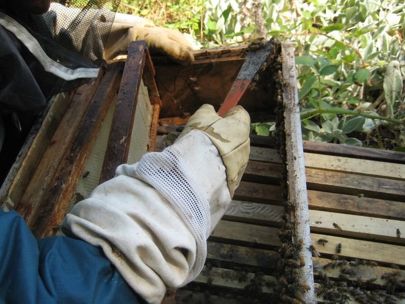 resources of Beekeeping Beehive Frame Perch Tools exporters