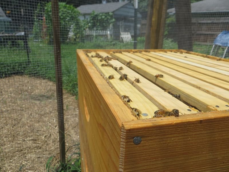 resources of 10 Frame 8 Frame Langstroth Hive exporters
