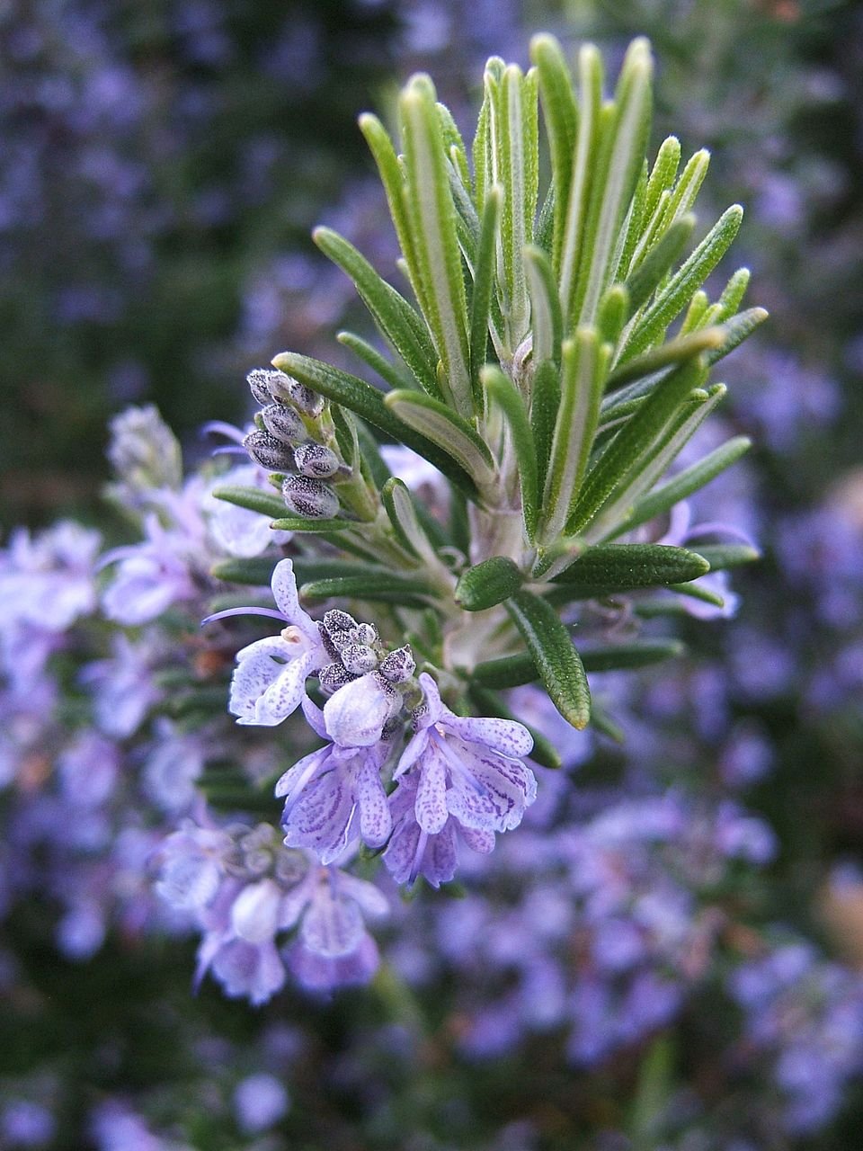 Rosemary Exporters, Wholesaler & Manufacturer | Globaltradeplaza.com