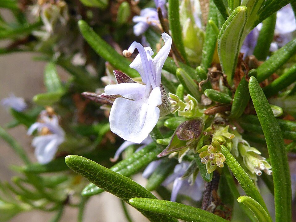 resources of ROSEMARY exporters