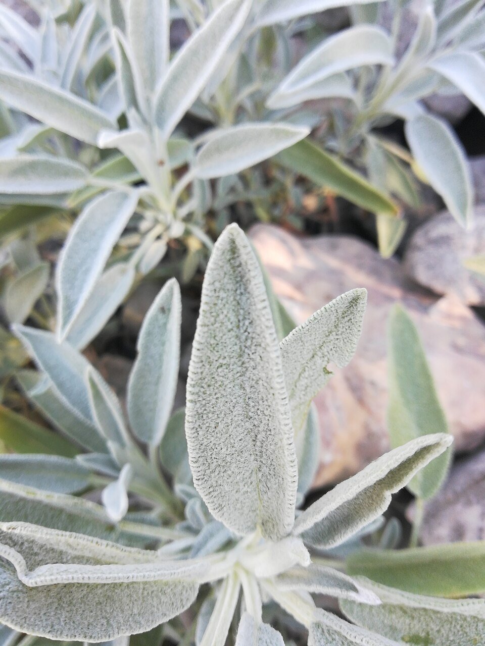 Sage Exporters, Wholesaler & Manufacturer | Globaltradeplaza.com