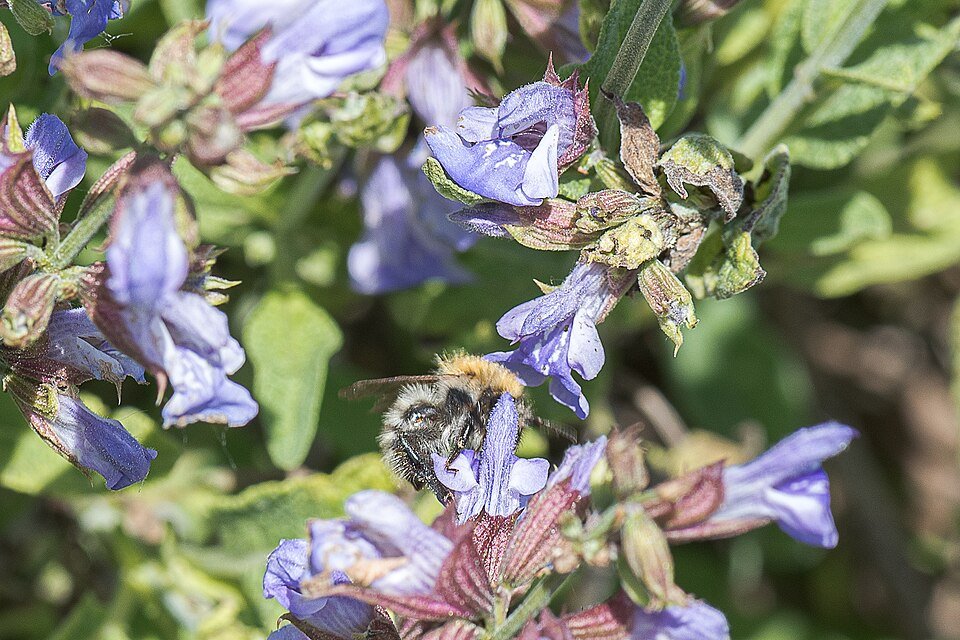 resources of Sage exporters