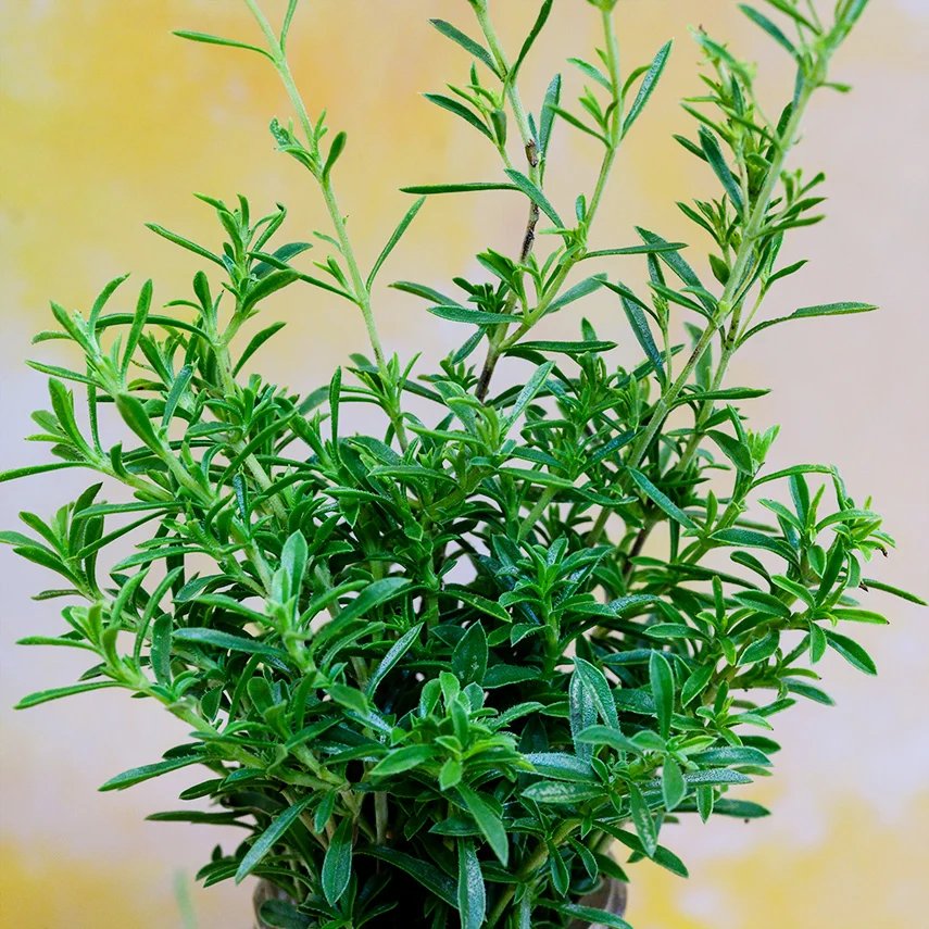 resources of Winter Savory Essential Oil exporters resources of Winter Savory Essential Oil exporters