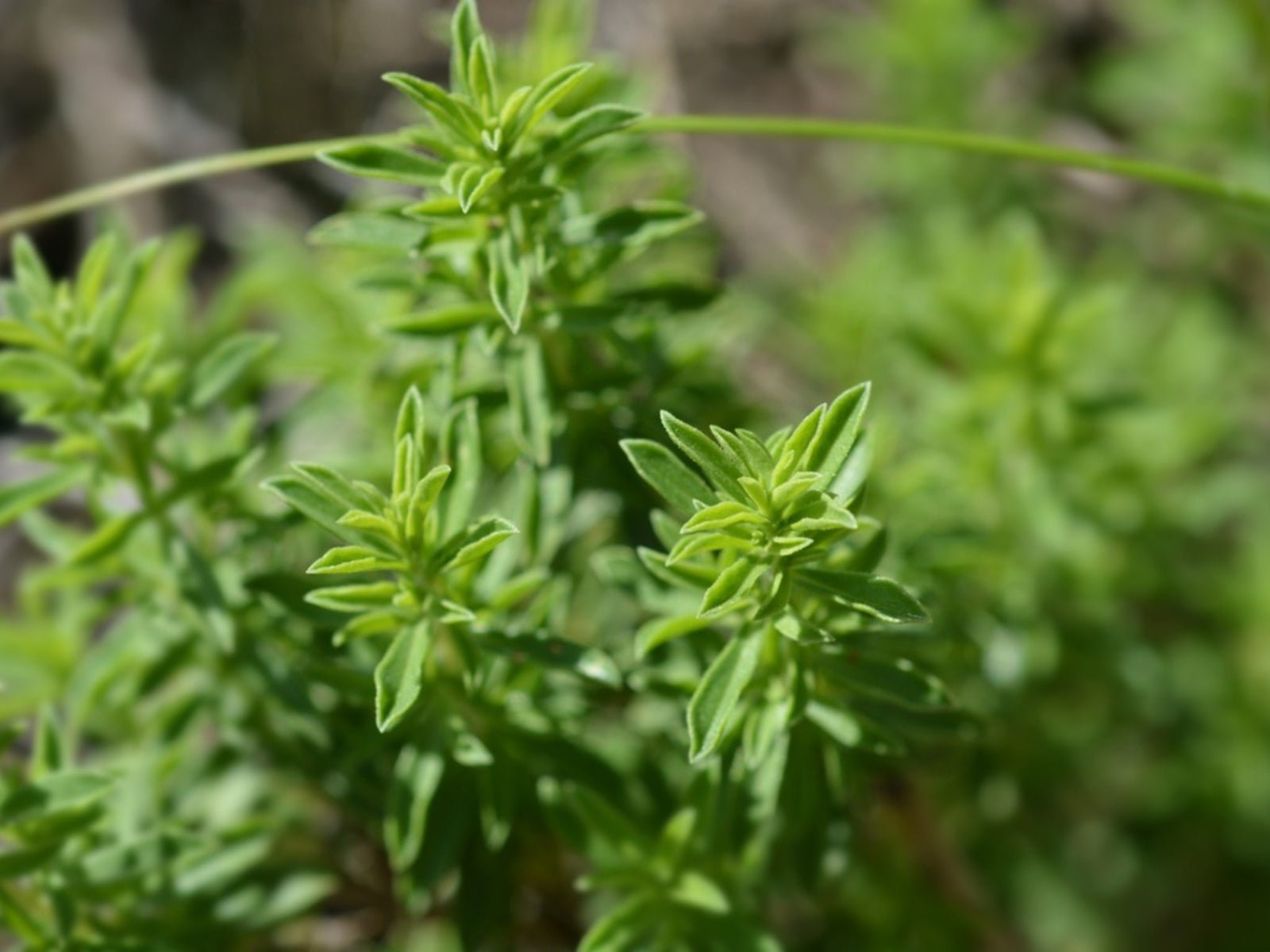 resources of Alfalfa exporters