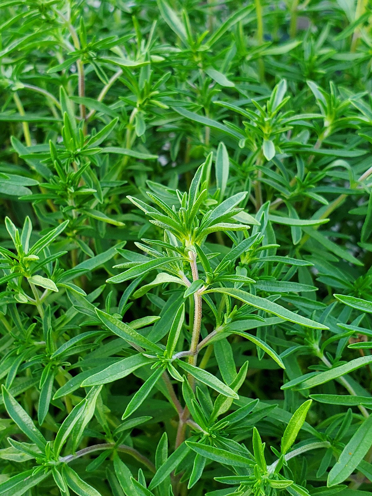 resources of Non Gmo Alfalfa For Sale From Kenya exporters