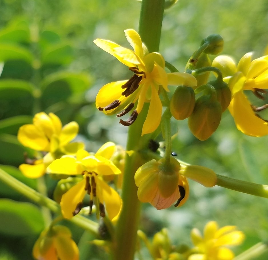 Senna Exporters, Wholesaler & Manufacturer | Globaltradeplaza.com