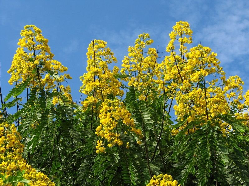 resources of Stick Cassia exporters