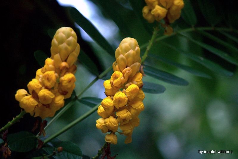 resources of Boswellia Frereana exporters