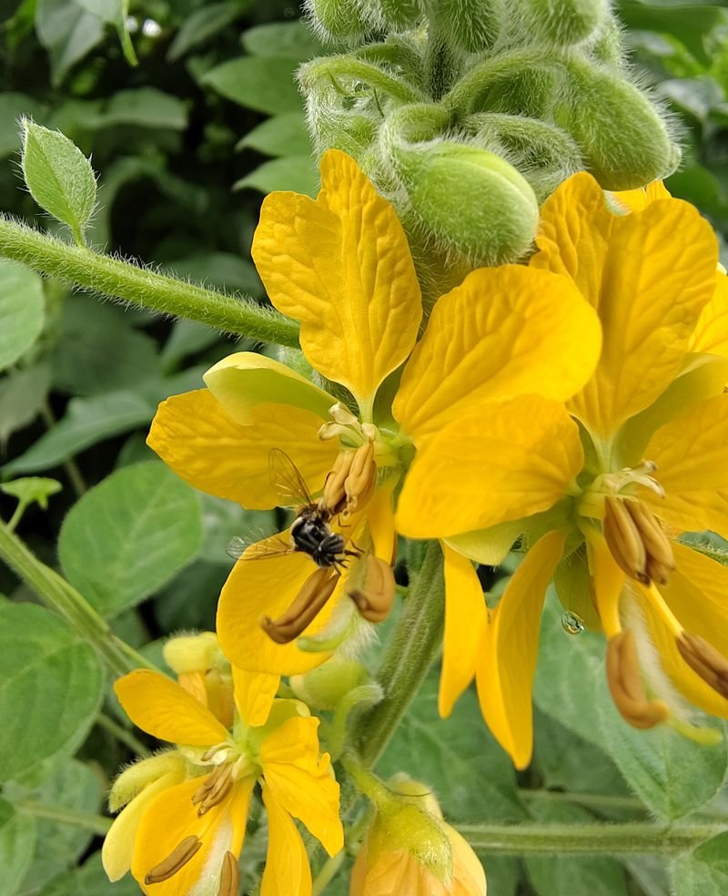 resources of Common St.John`s Wort Hypericum Perforatum exporters