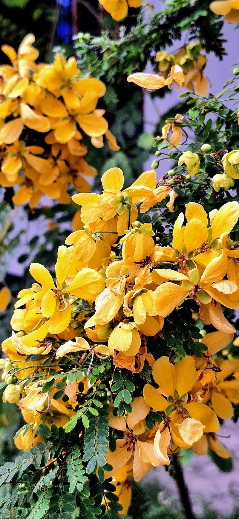 resources of Senna Pods exporters