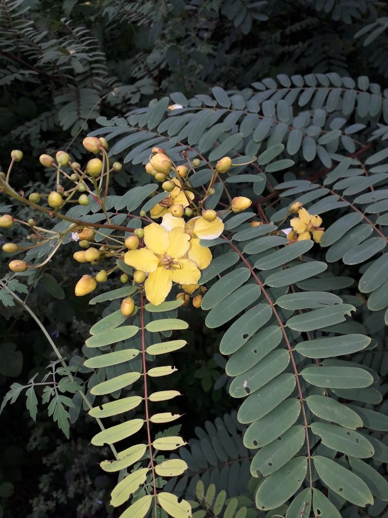resources of Mimosa Reconstituted Absolute exporters