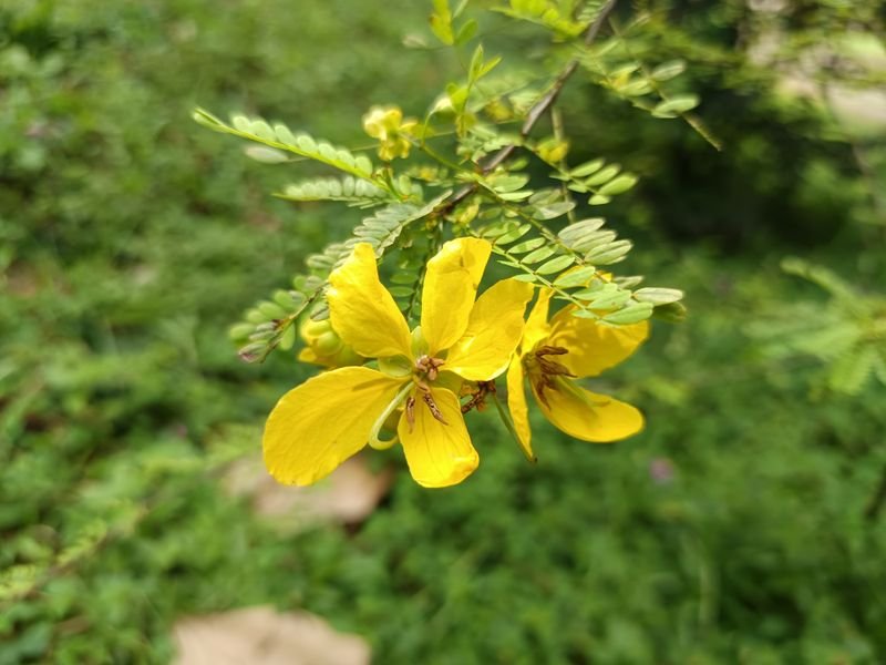 resources of Senna Pods exporters