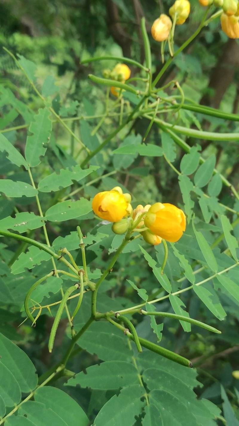 resources of Solanum Lycopersicum exporters