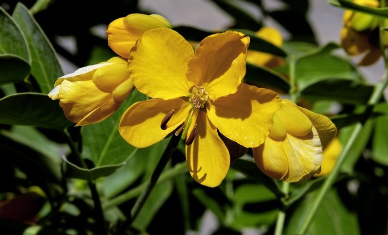 resources of Cassia exporters resources of Cassia exporters
