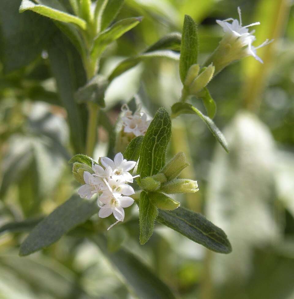 Stevia Exporters, Wholesaler & Manufacturer | Globaltradeplaza.com