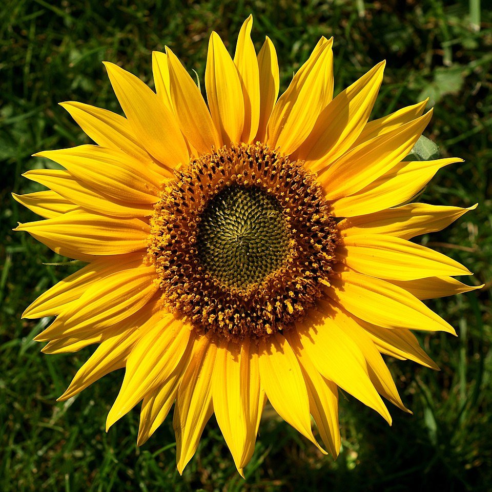 Sunflower Exporters, Wholesaler & Manufacturer | Globaltradeplaza.com