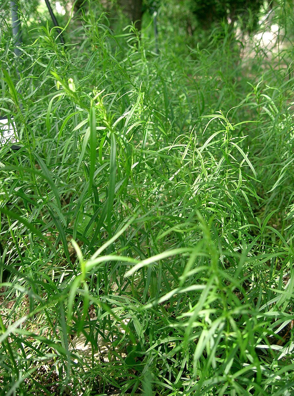 resources of Loose Tarragon exporters
