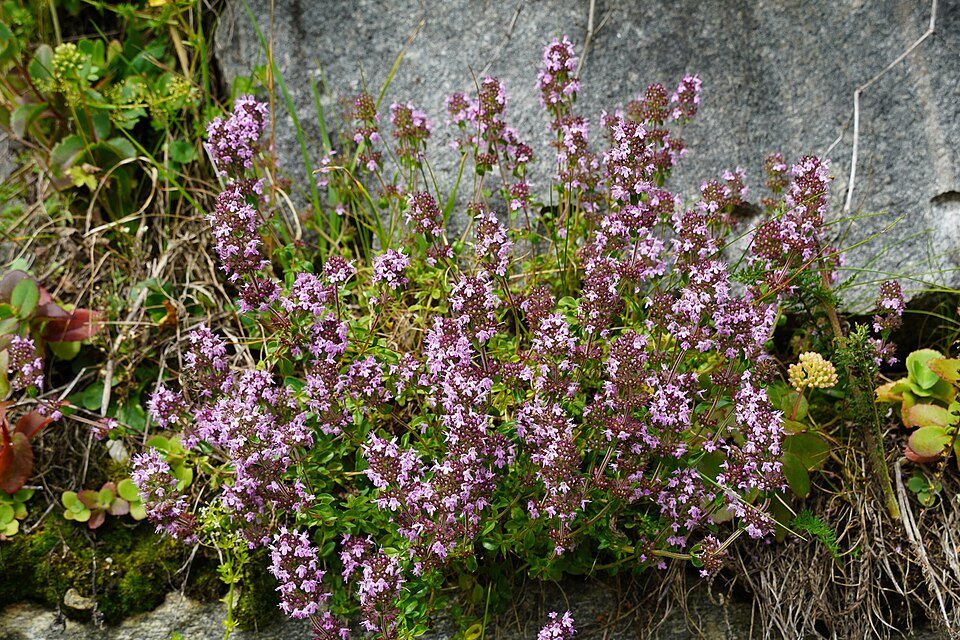 Thyme Exporters, Wholesaler & Manufacturer | Globaltradeplaza.com