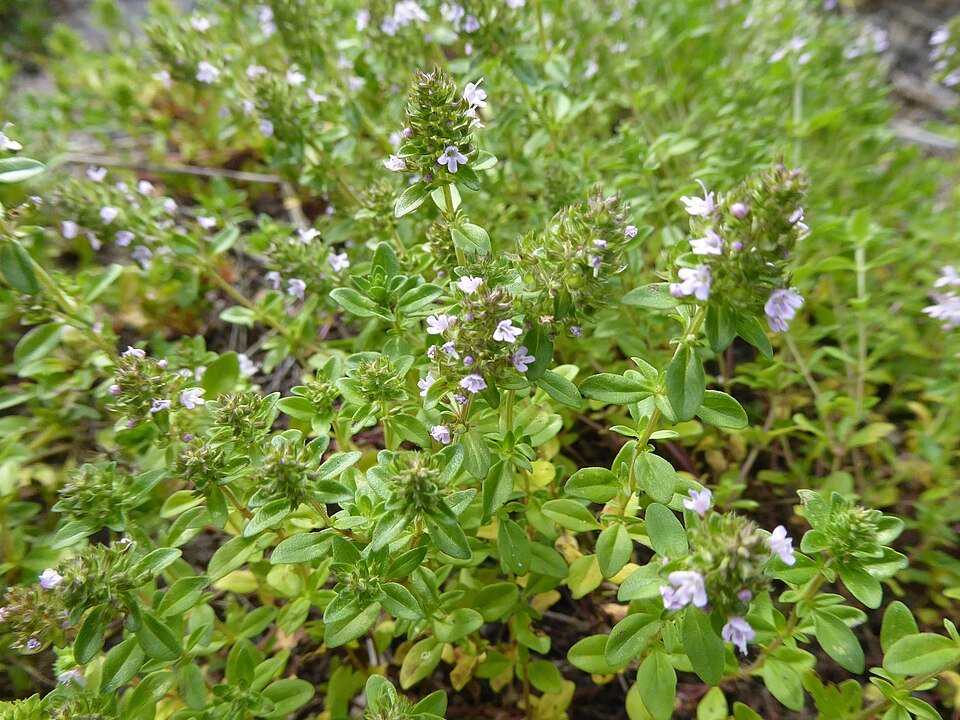 resources of THYME exporters