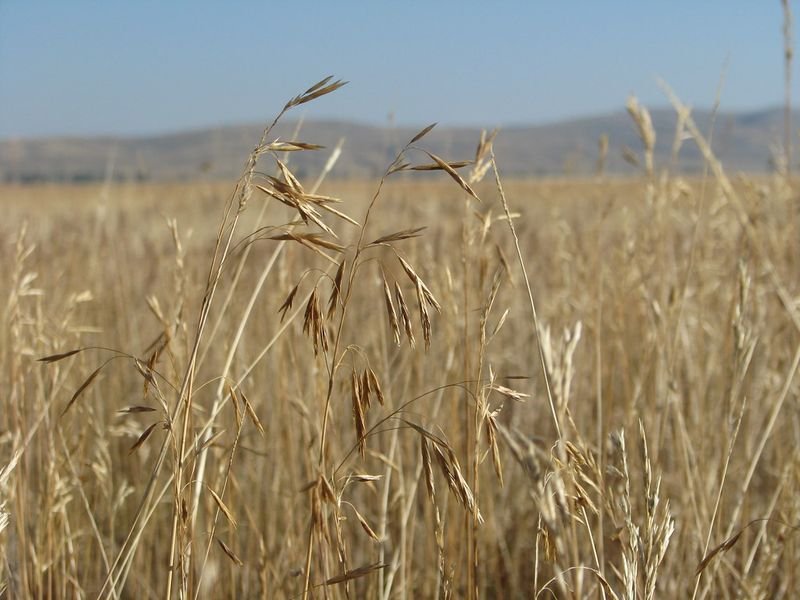 resources of Alfalfa Hay exporters resources of Alfalfa Hay exporters