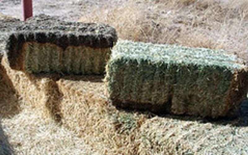 resources of Sorghum Hay exporters