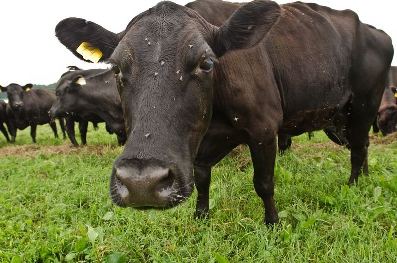resources of Beef Peptone exporters