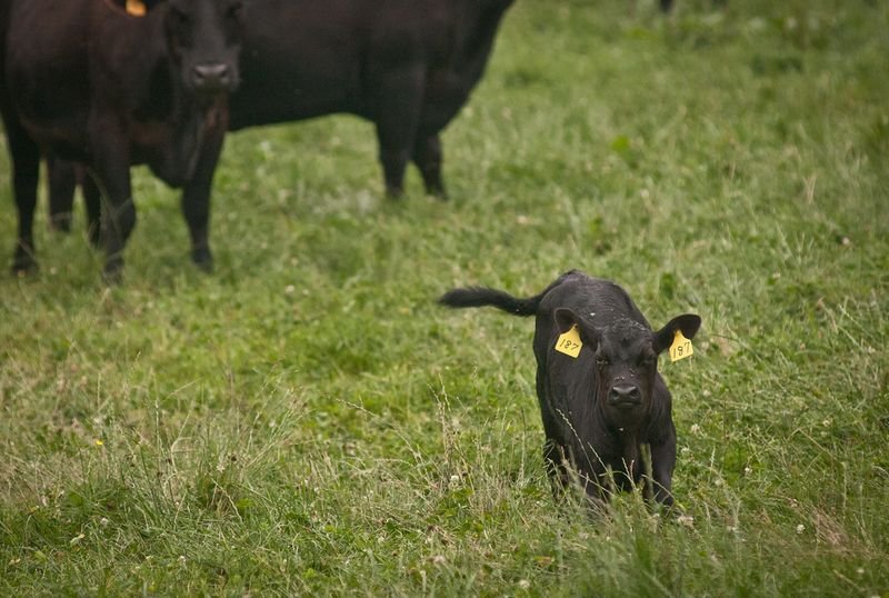 resources of Jersey Heifers Calf exporters