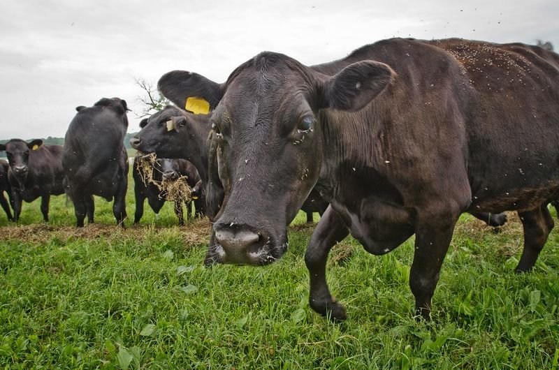resources of Cow Horns Tips exporters