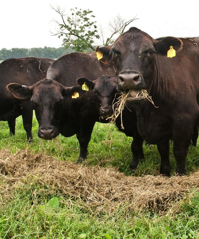 resources of Beef Calf Starter Feed exporters