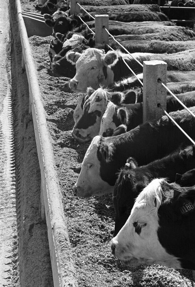 resources of Goat Finisher Feed exporters