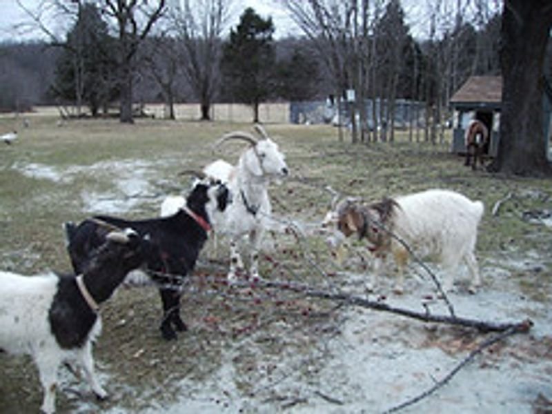 resources of Goat rush exporters