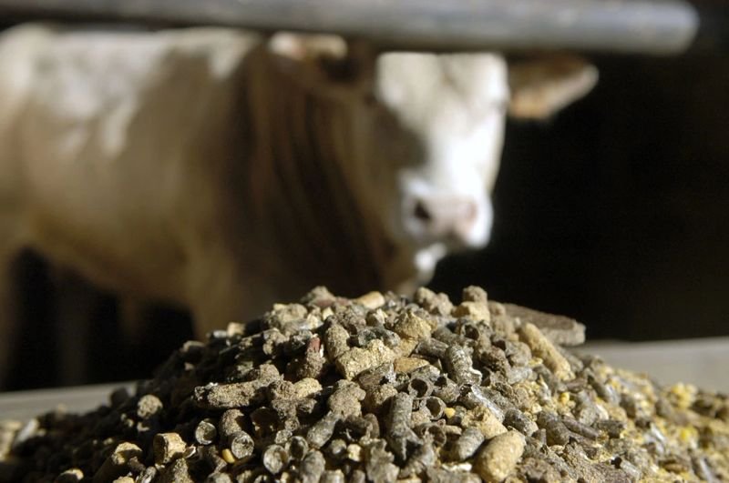 resources of Animal Feeds exporters