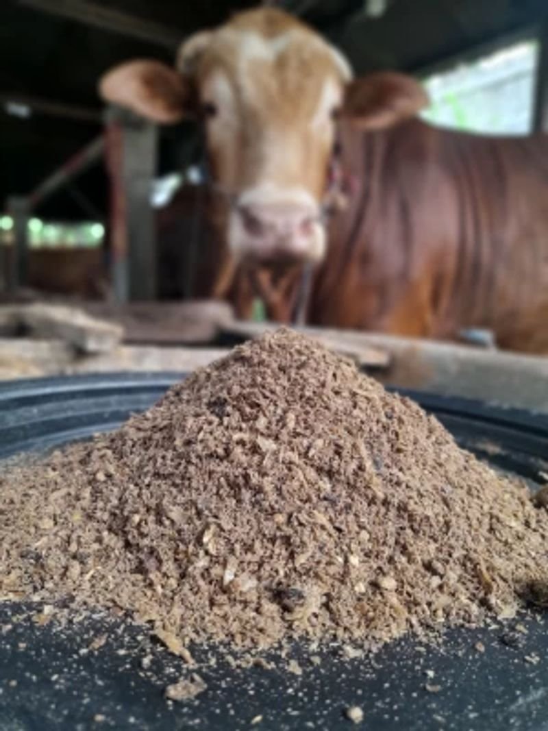 resources of Corn sialge exporters