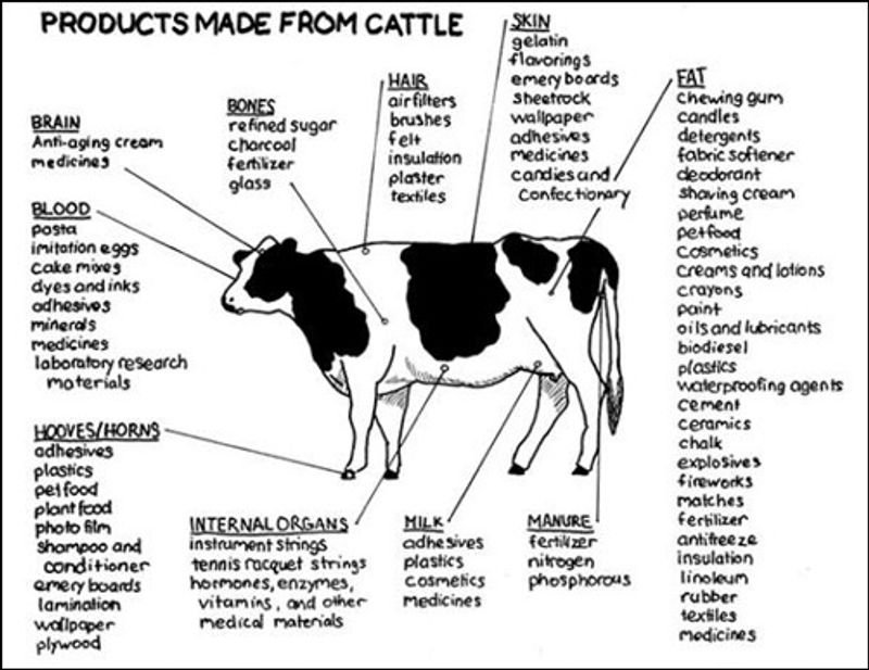 resources of SOYA MEAL FOR ANIMAL FEED exporters