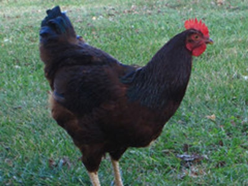 resources of PAP Poultry 45% exporters