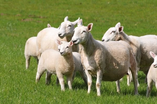 resources of Sheep Or Lamb Starter Feed exporters