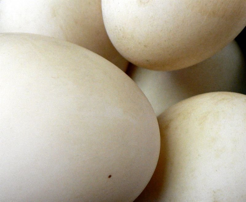 resources of Fresh duck eggs & fresh brown eggs exporters resources of Fresh duck eggs & fresh brown eggs exporters