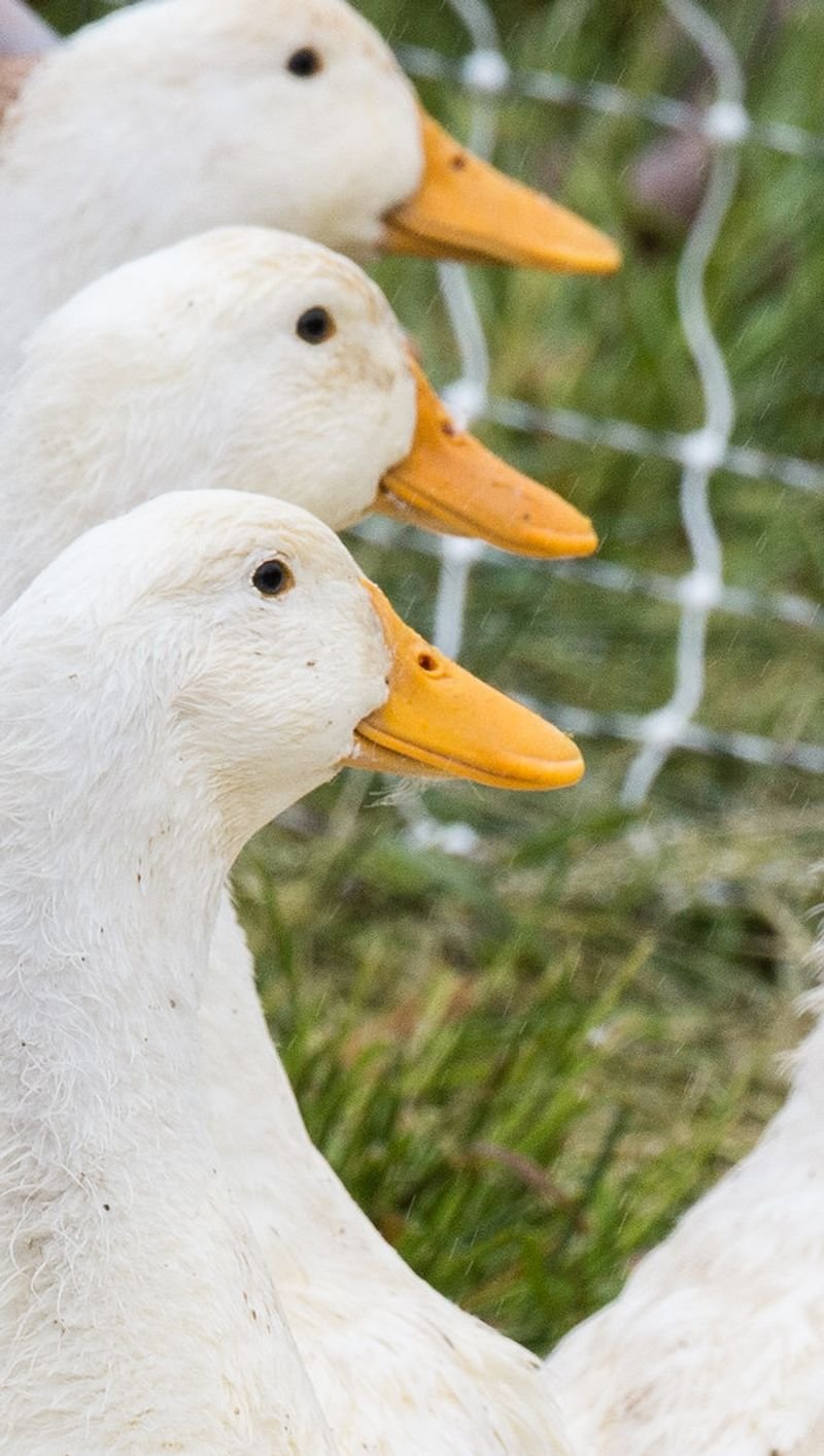resources of Duck/Canvas exporters
