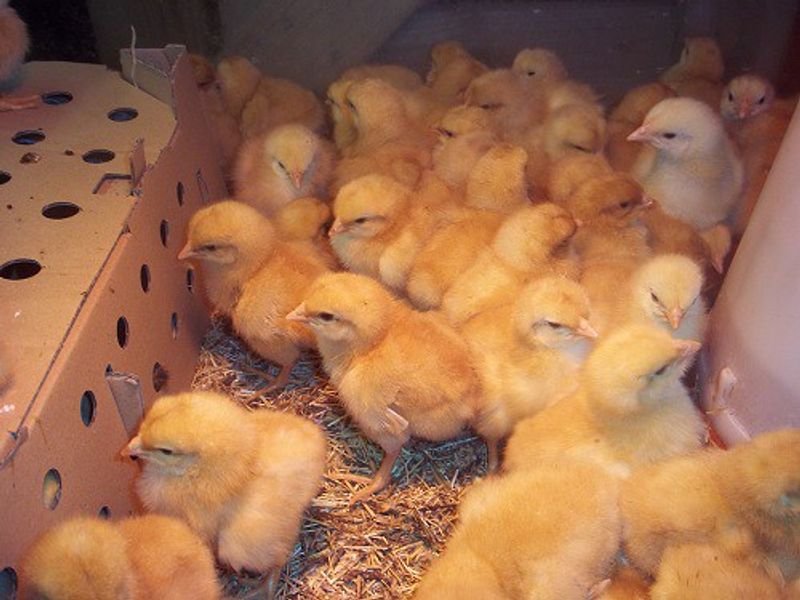 resources of Chick Developer Feed exporters