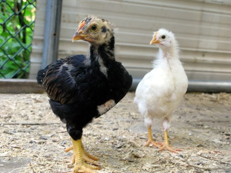 resources of Ostrich Chicks exporters