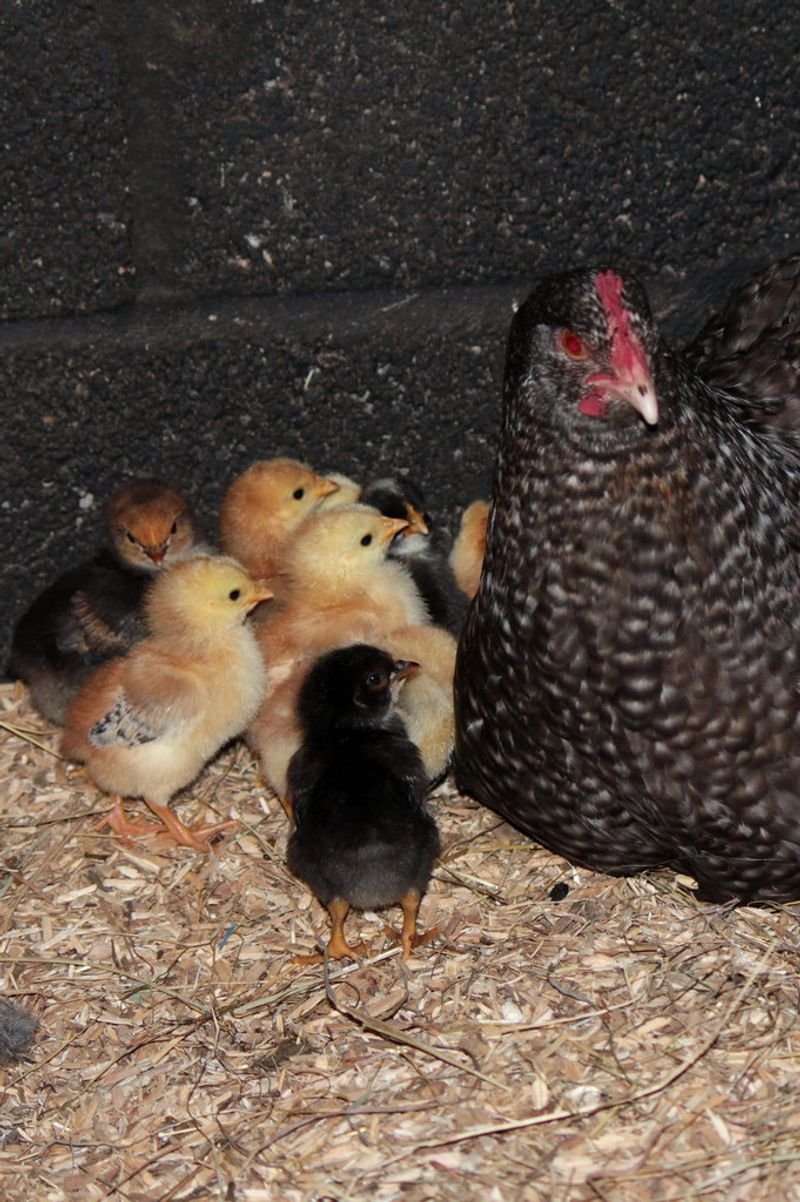 resources of Duck Starter Feed exporters