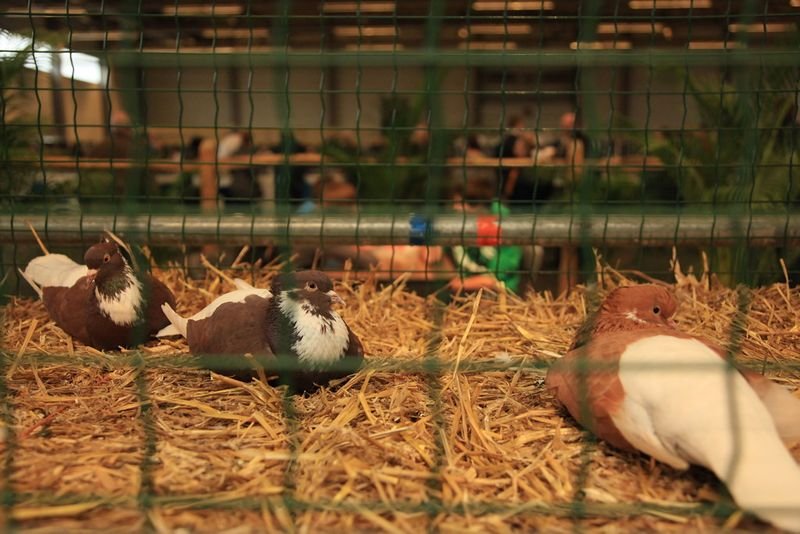 resources of African Grey Parrots for Sale exporters