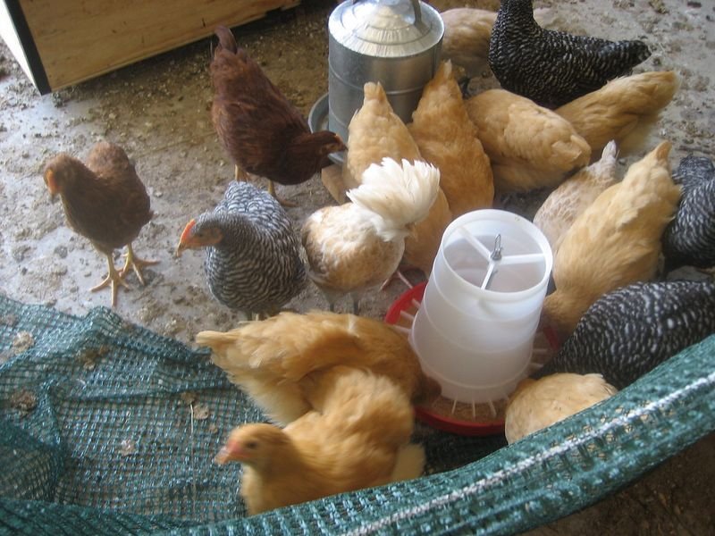 resources of Duck eggs exporters